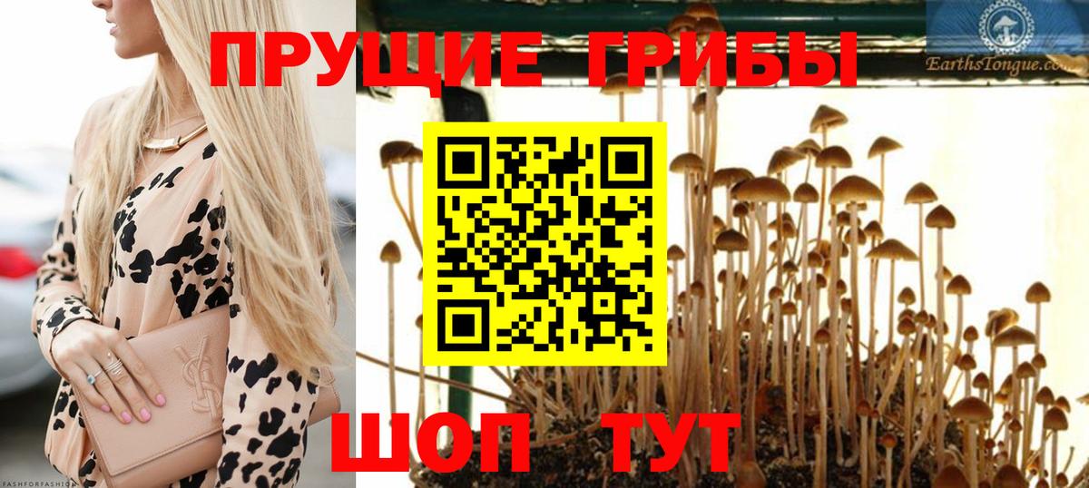 сколько стоит  Вход с VPN  Мирный  Псилоцибиновые грибы мицелий 